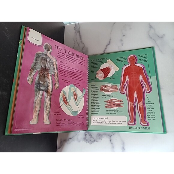 See Inside the Human Body - Hardcover By Hilton, Samantha - GOOD - Picture 6 of 10